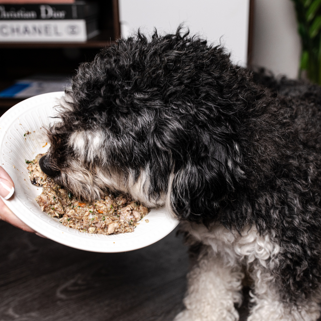 small dog eating Rigbis Peak Chicken Delight from a White Bowl